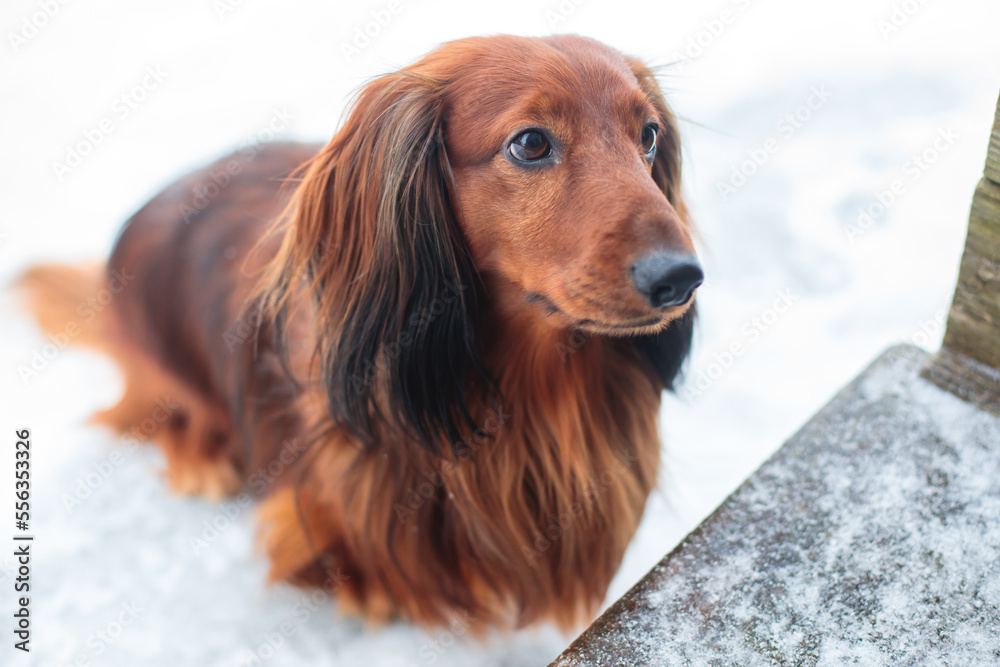Dachshund dog, beautiful portrait of a red long-haired adult dachshund dog walk playing outside in snow in a winter snowy day - obrazy, fototapety, plakaty 