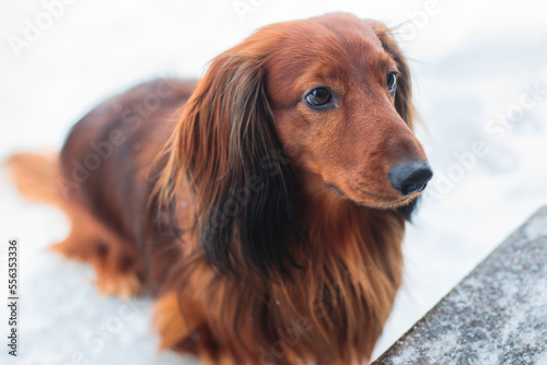 Dachshund dog, beautiful portrait of a red long-haired adult dachshund dog walk playing outside in snow in a winter snowy day