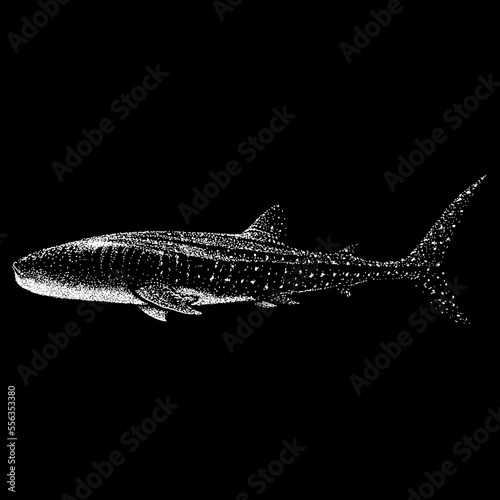 Whale Shark hand drawing vector isolated on black background.
