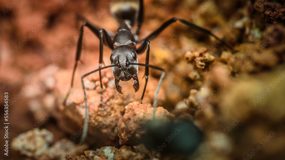 Fototapeta premium Close up face of black ant on the ground, Selective focus.
