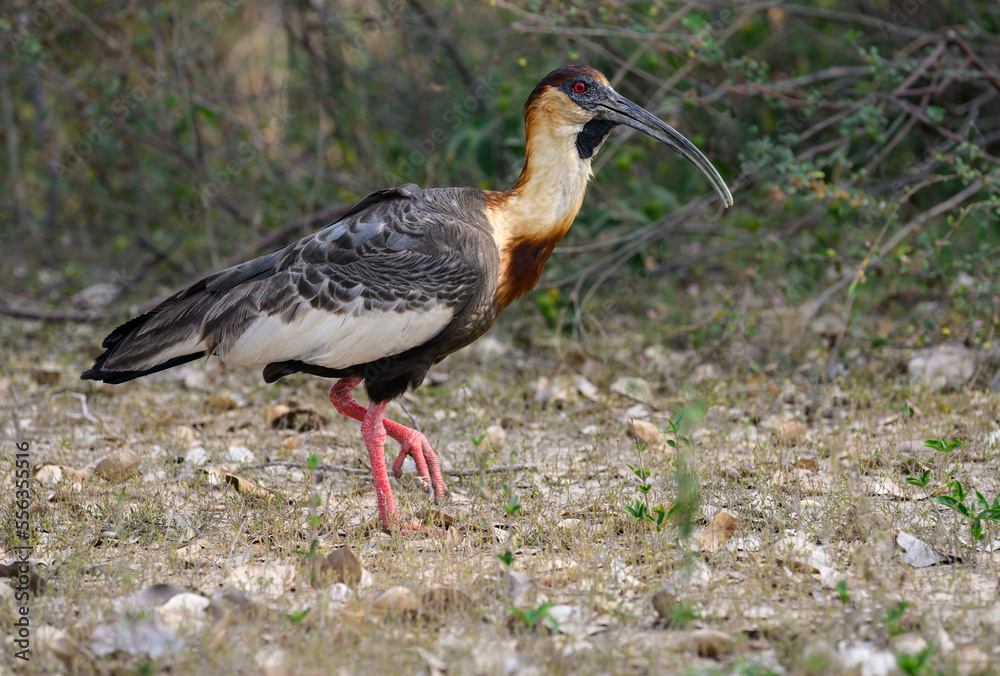 Obraz premium Buff-necked Ibis closeup portrait in Pantanal, Brazil