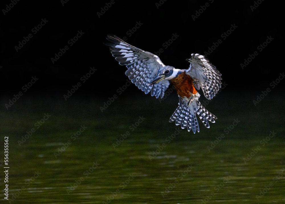 Fototapeta premium Ringed Kingfisher in flight, diving for the fish