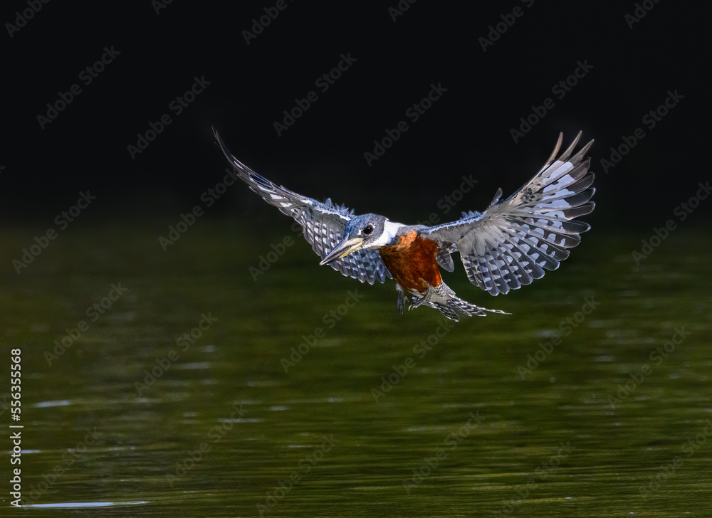 Fototapeta premium Ringed Kingfisher in flight, diving for the fish