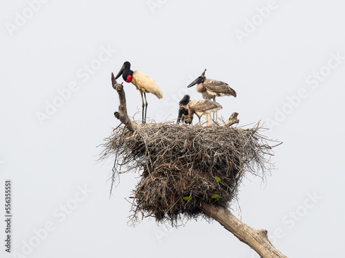 Jabiru with three chicks standing on the nest