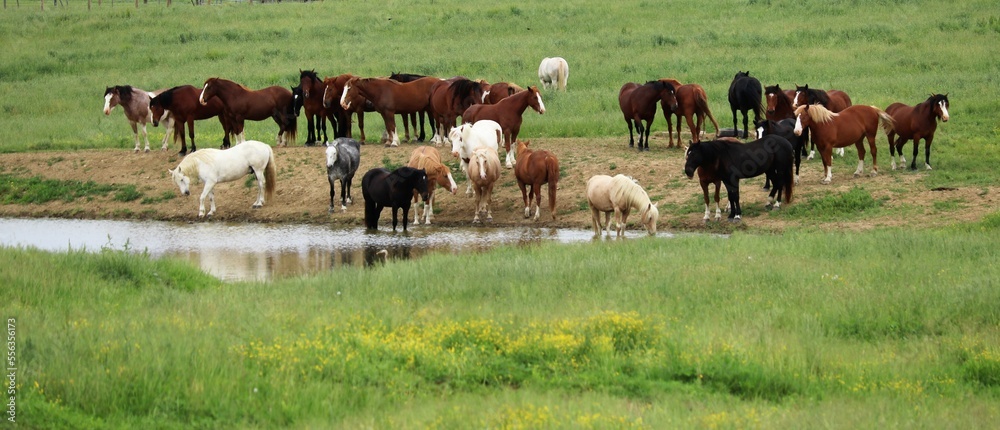 herd of horsesat a ranch water hole
