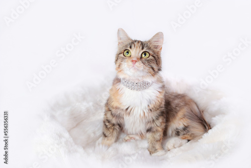 Cute Kitten sitting in her fur white cat bed. Comfortable pet sleep at cozy home. Portrait of Cat on the white background. Kitten with big green eyes looks up. pet bed 