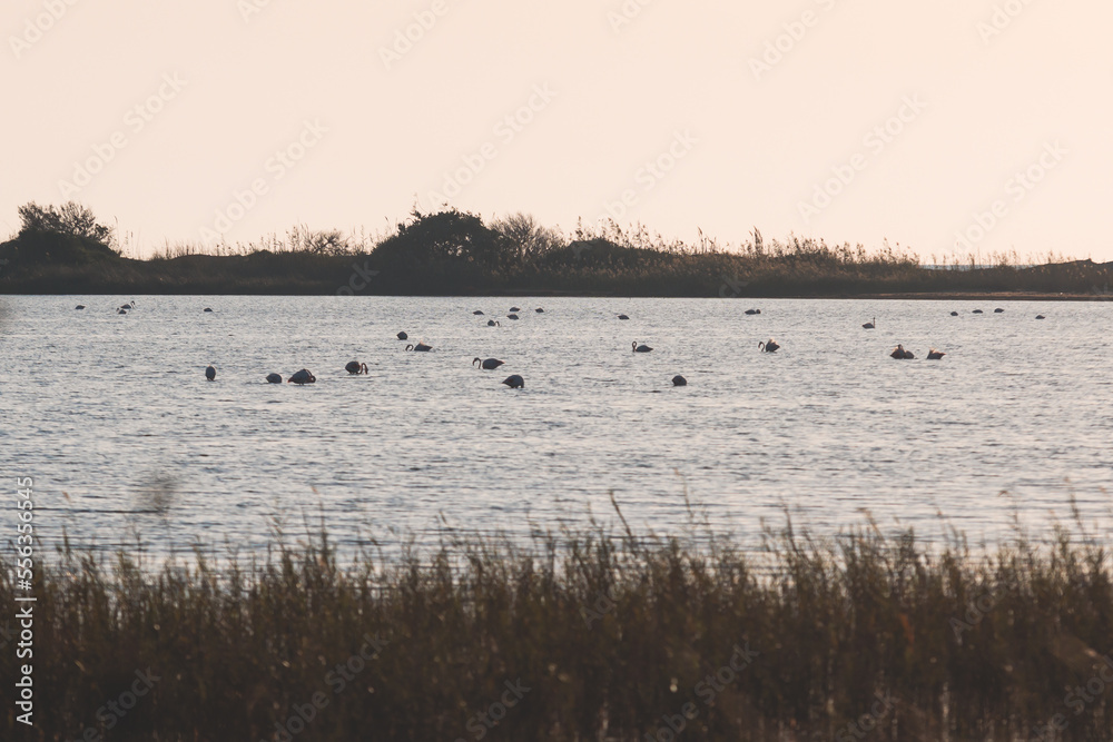 Naklejka premium Beautiful vibrant view of Korission Lake Lagoon landscape, Corfu island, Greece with pink flamingos flock, Ionian sea beach and mountains in a summer sunny day