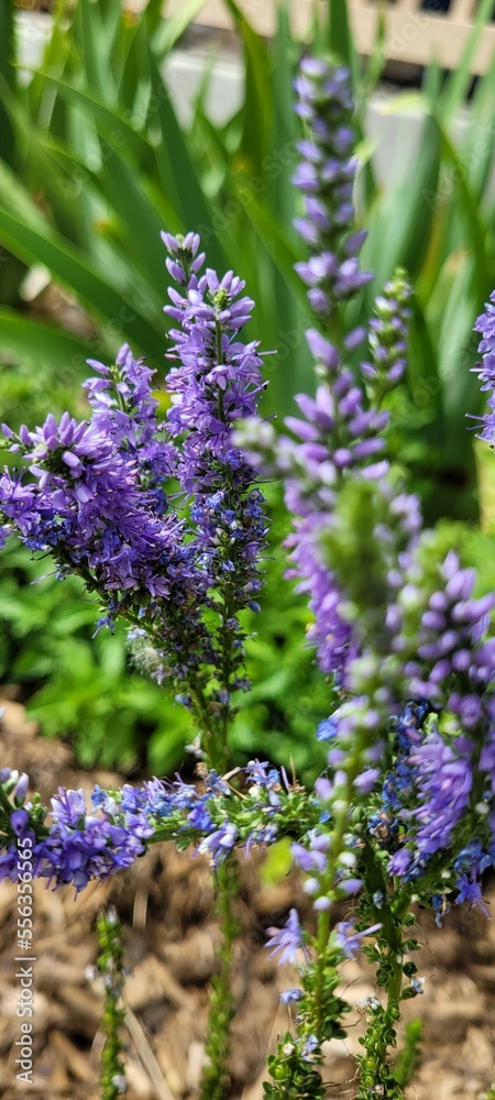 Fototapeta premium Blue flowers in bloom in the summer wallpaper