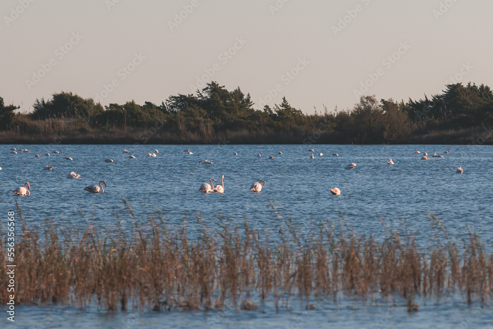 Beautiful vibrant view of Korission Lake Lagoon landscape, Corfu island, Greece with pink flamingos flock, Ionian sea beach and mountains in a summer sunny day