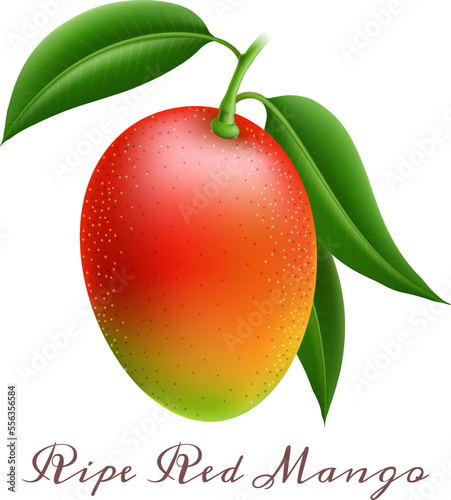 Realistic ripe red mango branch