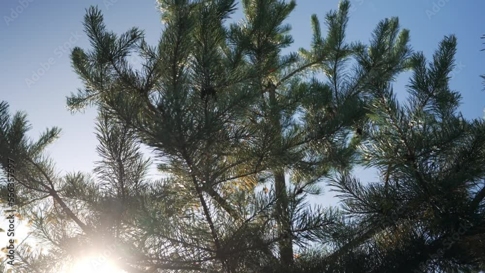 Pine conifer trees, trunks of woods in Ukraine. Fairy tale green forest. Wonderful calming nature background. Pine conifer trees, trunks of woods in Ukraine. Fairy tale green forest. Wonderful calming nature background.
