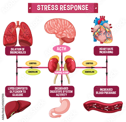 Stress response system scheme