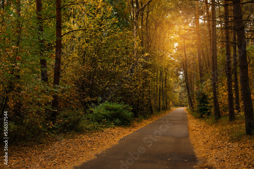 Pathway between many beautiful trees in autumn park