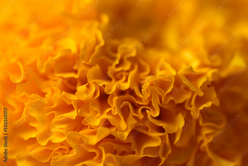 Yellow marigold blossom, beautiful flower texture background, Spiritual flower Yellow marigold blossom, beautiful flower texture background, Spiritual flower