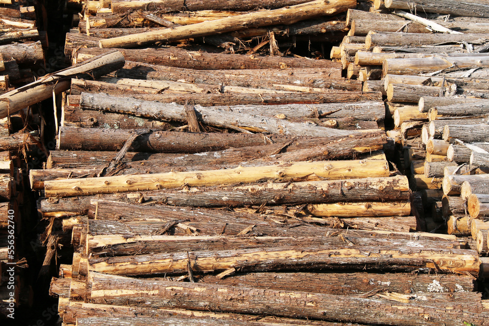 logging forestry cut tree logs pine pile stacked lumber lumberyard stocked wood logging forestry cut tree logs pine pile stacked lumber lumberyard stocked wood