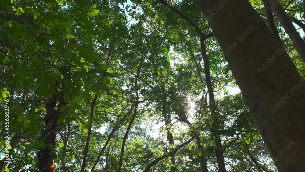 Wide shot Green trees sun shines through foliage forest. Looking up sunbeams blue sky walking POV camera Low angle shot. Wide shot Green trees sun shines through foliage forest. Looking up sunbeams blue sky walking POV camera Low angle shot.