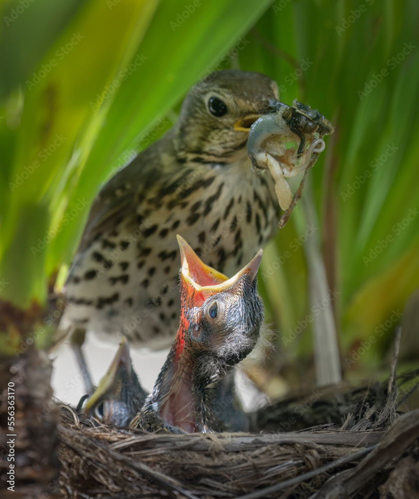 Song thrush (Turdus philomelos) feeding her hungry baby bird with a big worm. Vertical format.