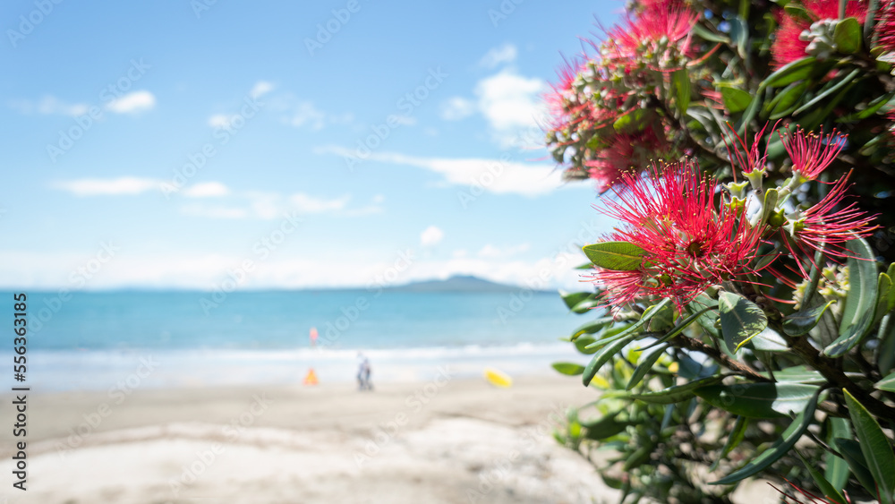 Pohutukawa trees in full bloom at Takapuna beach in summer, out-of-focus Rangitoto Island in distance, Auckland.
