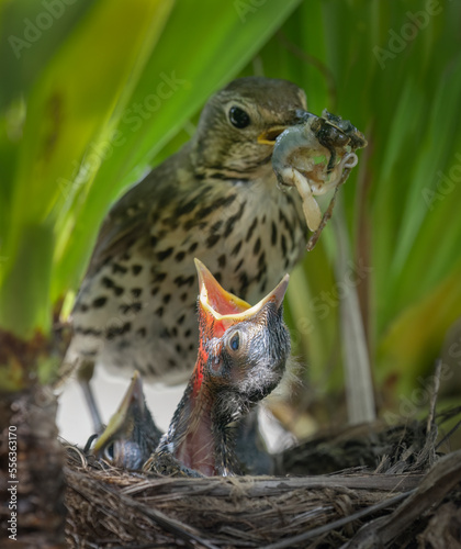 Obraz na płótnie Song thrush (Turdus philomelos) feeding her hungry baby bird with a big worm. Vertical format. w salonie