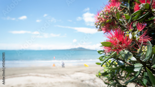 Pohutukawa trees in full bloom at Takapuna beach in summer, out-of-focus Rangitoto Island in distance, Auckland.