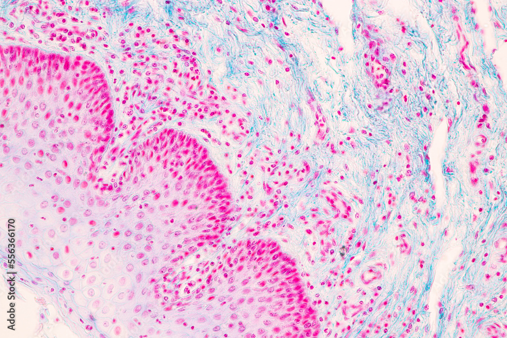 Fototapeta premium Backgrounds of Characteristics Tissue of Vagina Human under the microscope in Lab.