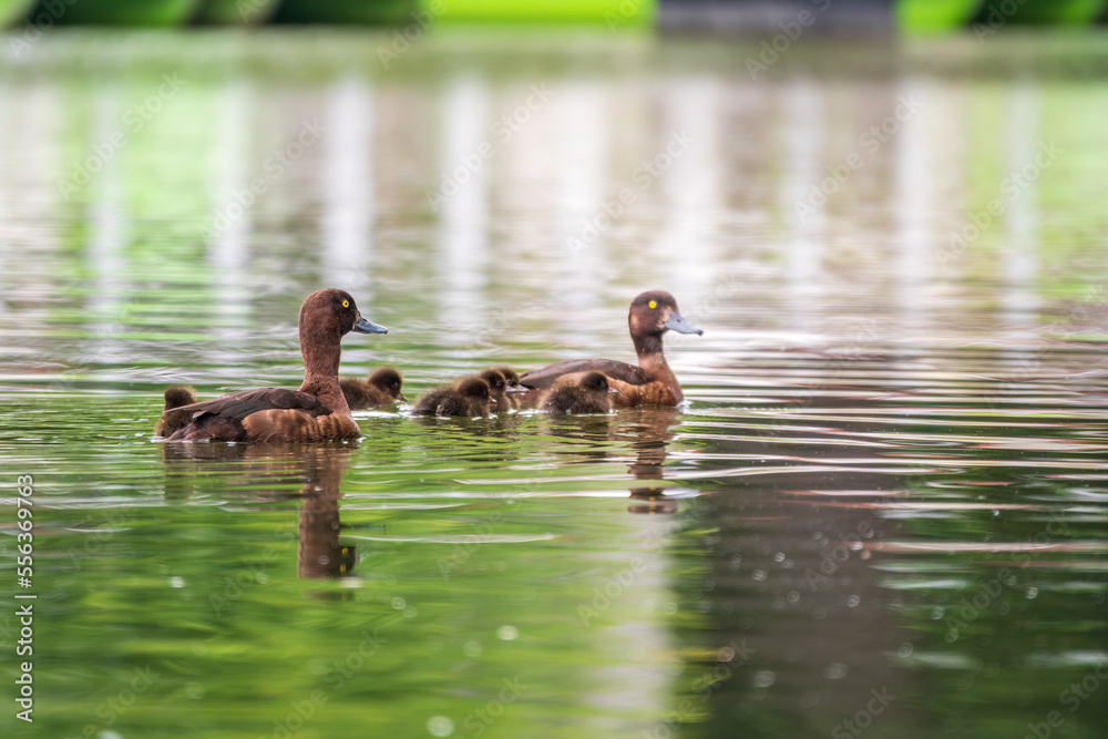 Tufted duck Family swims with their ducklings in green lake water. Tufted duck Family swims with their ducklings in green lake water.