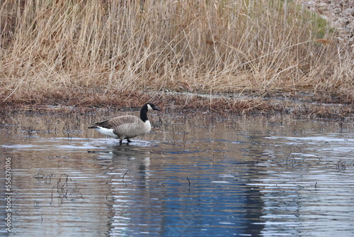 A Canadian Goose standing in shallow water