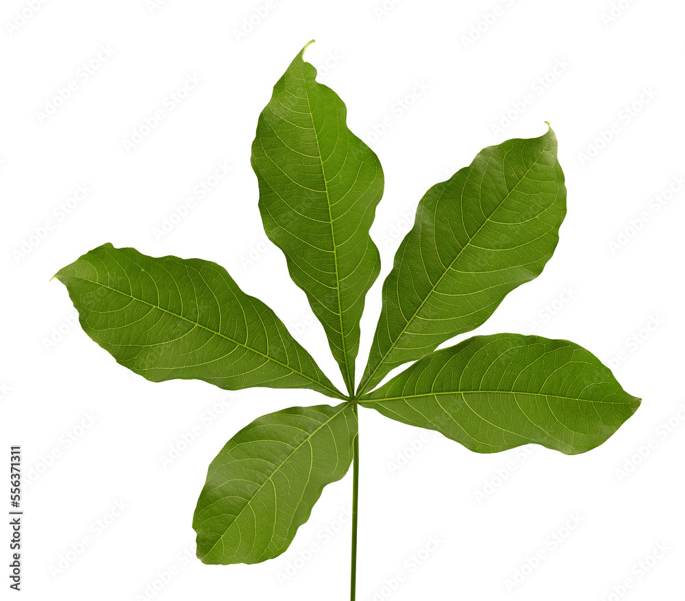 Fresh baobab green leaves on transparent background. Fresh baobab green leaves on transparent background.