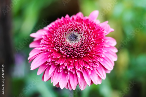 Wet pink gerbera flower or barberton daisy blooming with water drops in garden outdoor background