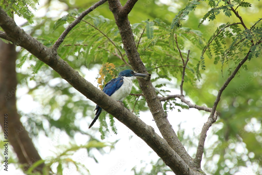 Collared Kingfisher up on a tree Collared Kingfisher up on a tree