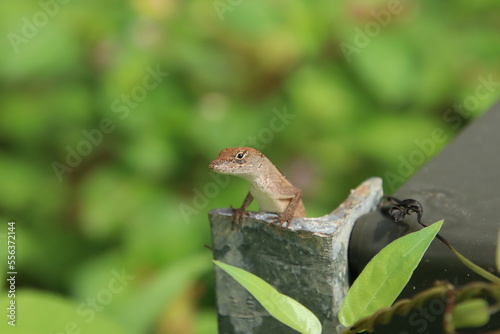 Brown Anole lizard on a tree branch © Khoh Zhi Wei