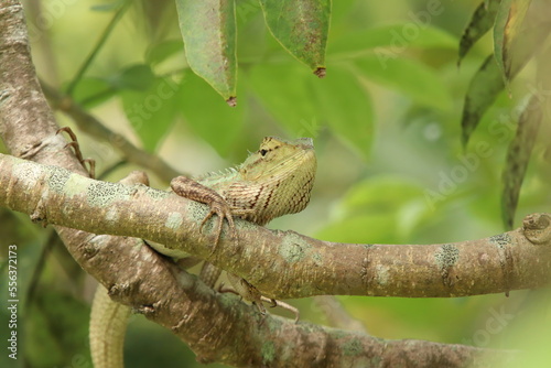Changeable Lizard on a tree branch