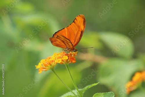 Julia Butterfly on a flower feeding on nectar