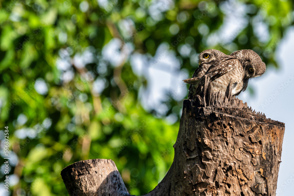 2 birds that live as families are located on the branches of trees with a white background.Spotted owlet are natural wildlife. Resident of open habitats including farmland and human habitation. 2 birds that live as families are located on the branches of trees with a white background.Spotted owlet are natural wildlife. Resident of open habitats including farmland and human habitation.