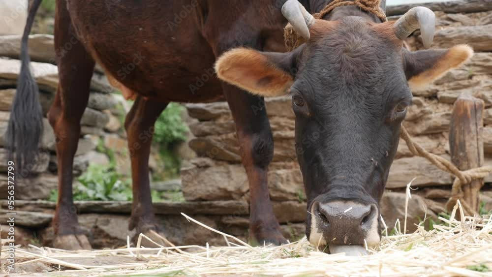 Cow eats hay. Cow feeding on the farm. Rural life. Organic cattle breeding. Cow eats hay. Cow feeding on the farm. Rural life. Organic cattle breeding.