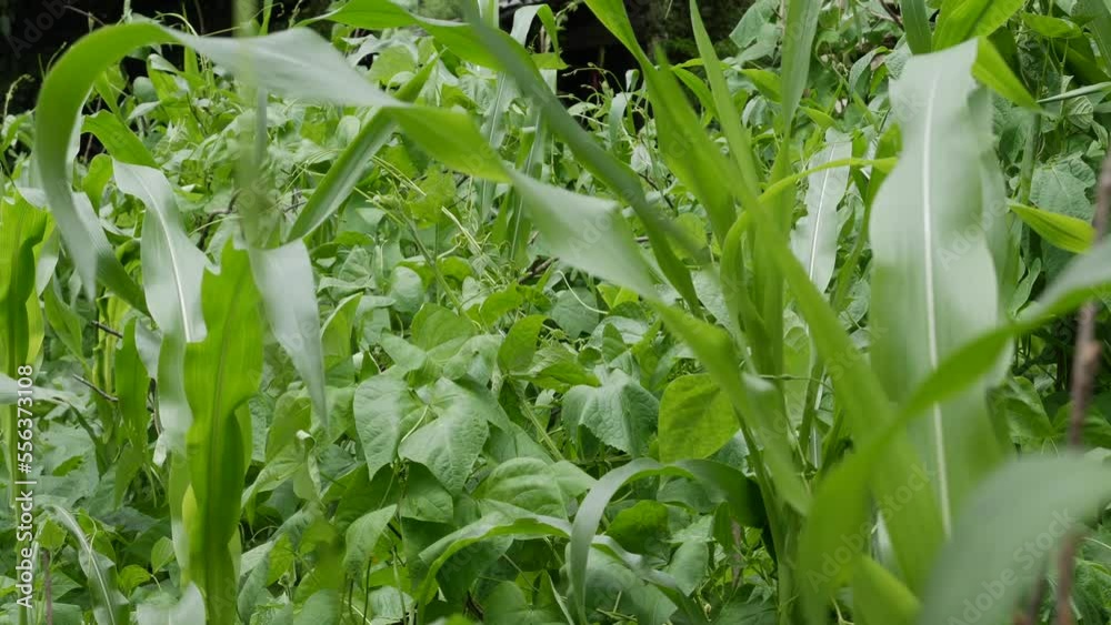 Green leaves swaying in the wind. Plant stem. Fresh green grass. Healthy fresh herbs grown in the garden. Green leaves swaying in the wind. Plant stem. Fresh green grass. Healthy fresh herbs grown in the garden.