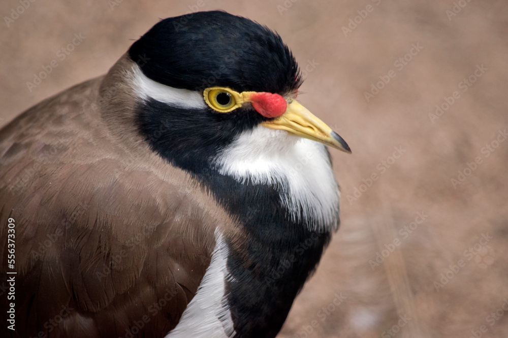 Fototapeta premium this is a close up of a banded lapwing