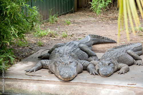 the two alligators are resting in the sun