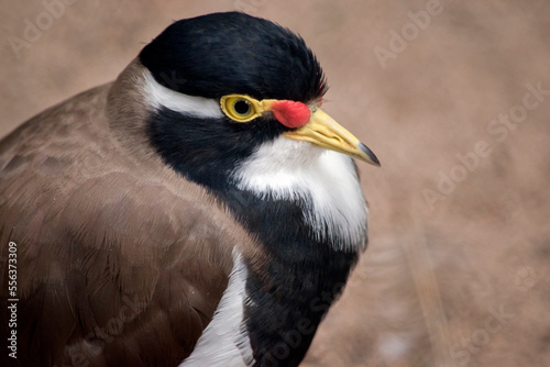 this is a close up of a banded lapwing