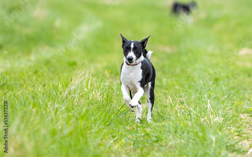 Black and white basenji dog running across a green field
