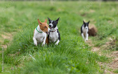 Black and white and red and white basenji dogs run and play in a green field