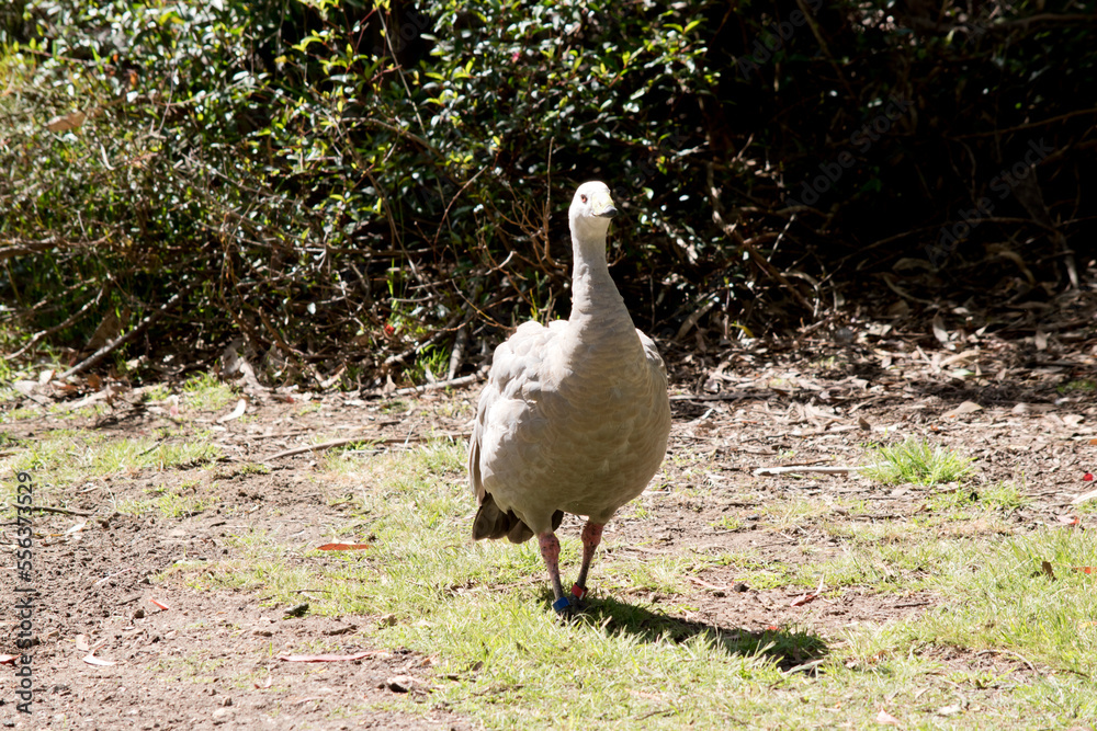 the cape barren goose is looking for food the cape barren goose is looking for food