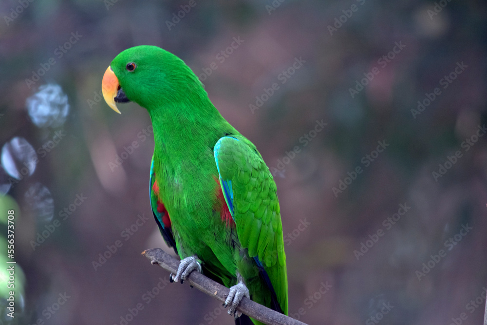 the male eclectus parrot is maily green with an orange and yellow bill
