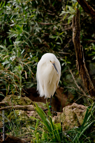 the little egret is standing on rocks resting
