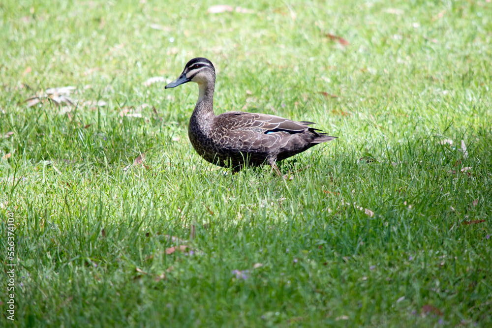 this is a side view of a Pacific black duck this is a side view of a Pacific black duck