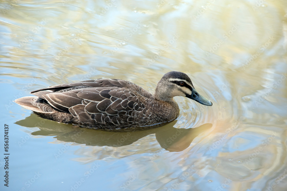 the pacific black duck is swimming in the lake the pacific black duck is swimming in the lake