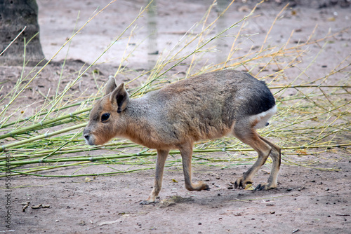 this is a side view of a patagonian cavy walking photo