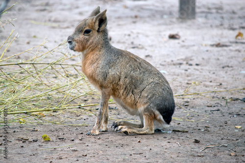 this is a side view of a patagonian cavy sitting photo