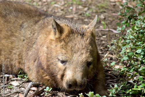 the hairy nosed wombat has brown fur and looks like a dog