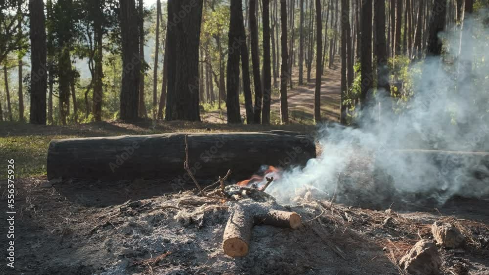Small campfire with smoke of burning pine logs in the forest. Burning campfire in the pine forest in the morning. Small campfire with smoke of burning pine logs in the forest. Burning campfire in the pine forest in the morning.